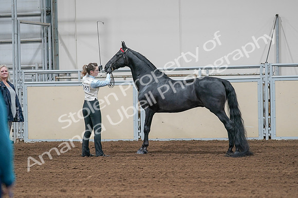 2020 - AB Morgan Horse - Sat, Sept 05 - 00044