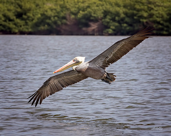 Birds - 172