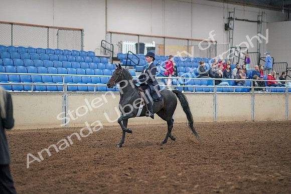 2019 Morgan Horse Show - Aug 30, 2019 - 12166