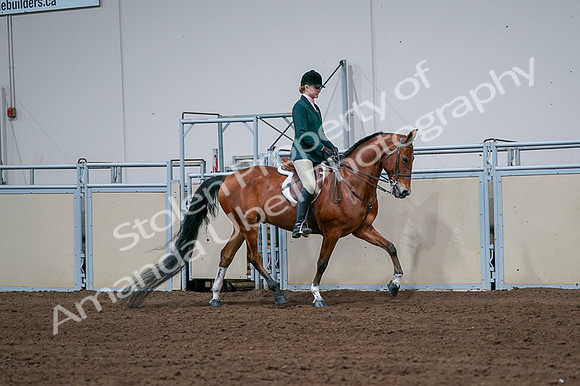 2020 - AB Morgan Horse - Fri, Sept 04 - 01866
