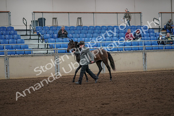 2019 Morgan Horse Show - Aug 30, 2019 - 25685