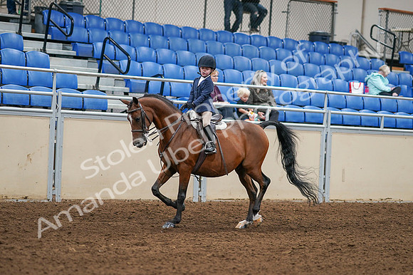 2020 - AB Morgan Horse - Fri, Sept 04 - 04475