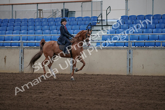 2019 Morgan Horse Show - Sept 01, 2019 - 12015