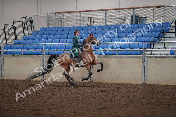 2019 Morgan Horse Show - Aug 30, 2019 - 28171