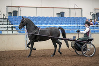 2019 Morgan Horse Show - Aug 31, 2019 - 04634