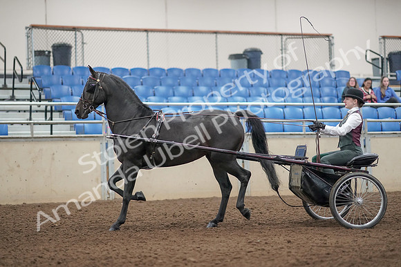 2019 Morgan Horse Show - Aug 31, 2019 - 04634