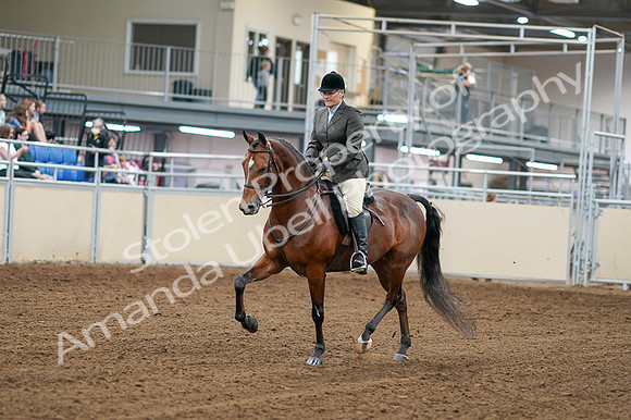 2020 - AB Morgan Horse - Fri, Sept 04 - 02229