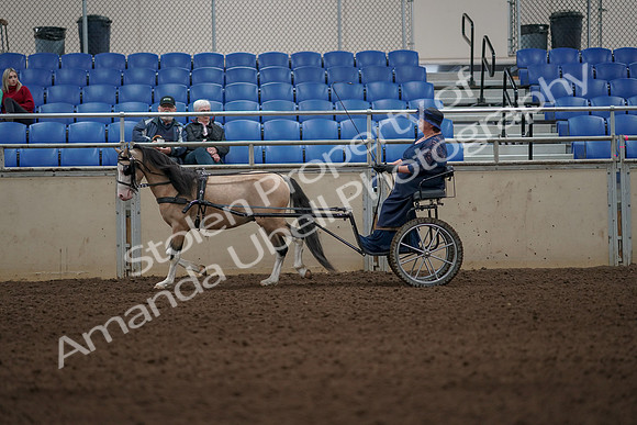 2019 Morgan Horse Show - Aug 31, 2019 - 04291