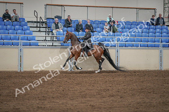 2020 - AB Morgan Horse - Fri, Sept 04 - 09633