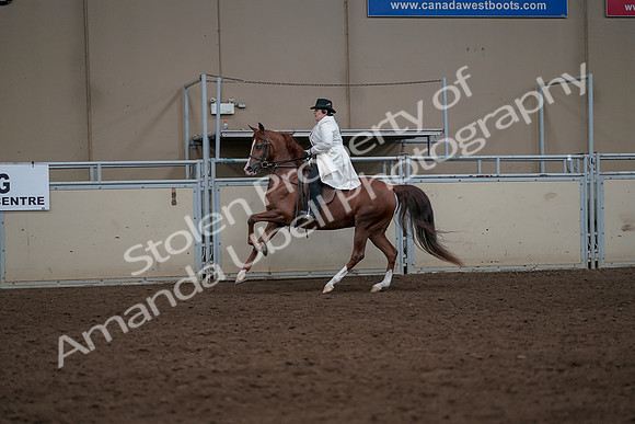 2019 Morgan Horse Show - Aug 31, 2019 - 17909