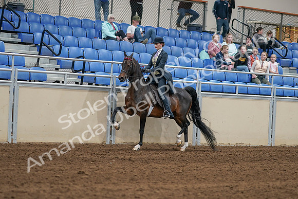 2020 - AB Morgan Horse - Sat, Sept 05 - 06285