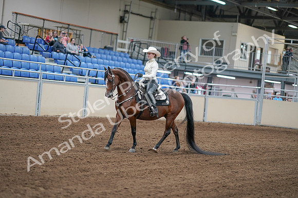 2020 - AB Morgan Horse - Fri, Sept 04 - 08255