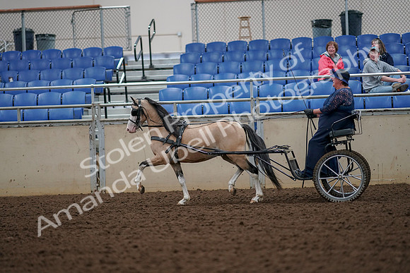 2019 Morgan Horse Show - Aug 30, 2019 - 13300