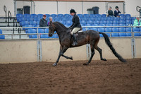 2019 Morgan Horse Show - Aug 30, 2019 - 19870
