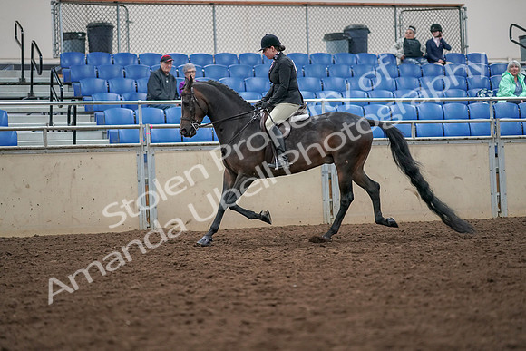 2019 Morgan Horse Show - Aug 30, 2019 - 19870