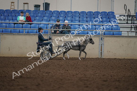 2019 Morgan Horse Show - Aug 31, 2019 - 04524