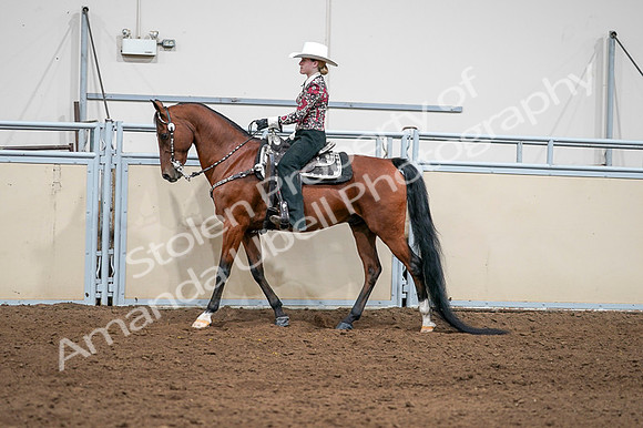 2020 - AB Morgan Horse - Fri, Sept 04 - 08407