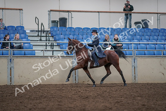 2019 Morgan Horse Show - Aug 31, 2019 - 09356