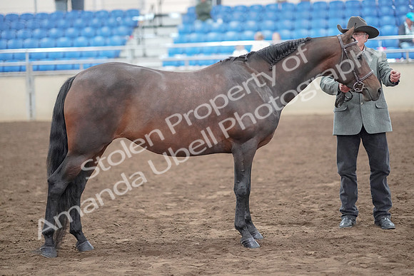 2019 Morgan Horse Show - Aug 31, 2019 - 03786