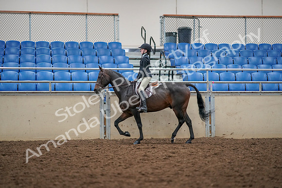 2019 Morgan Horse Show - Aug 30, 2019 - 23130