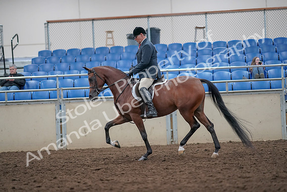 2019 Morgan Horse Show - Aug 31, 2019 - 14834