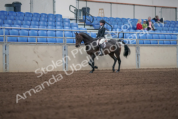 2019 Morgan Horse Show - Sept 01, 2019 - 03692
