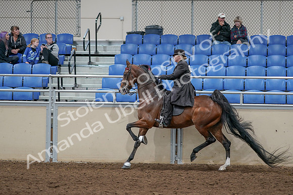 2020 - AB Morgan Horse - Fri, Sept 04 - 09791