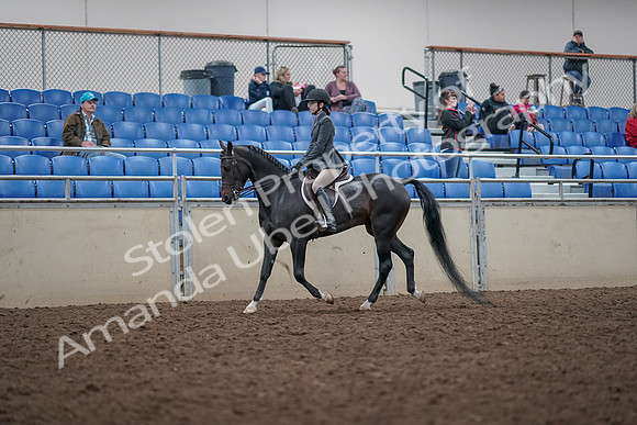 2019 Morgan Horse Show - Aug 31, 2019 - 14675