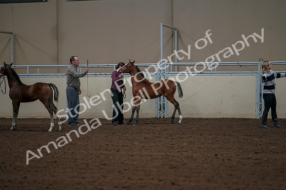 2019 Morgan Horse Show - Aug 30, 2019 - 24933
