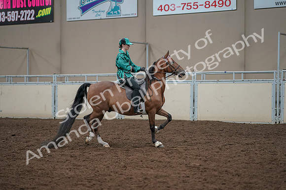 2019 Morgan Horse Show - Aug 30, 2019 - 30636