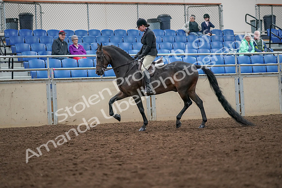 2019 Morgan Horse Show - Aug 30, 2019 - 19867