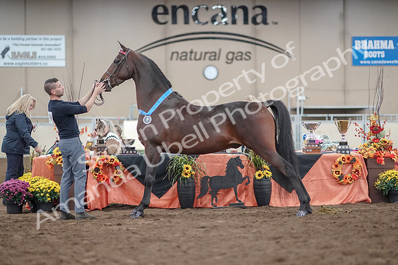2019 Morgan Horse Show - Aug 31, 2019 - 01421