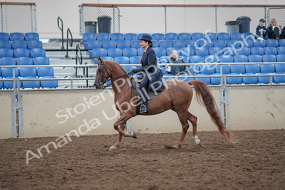 2019 Morgan Horse Show - Aug 31, 2019 - 16912