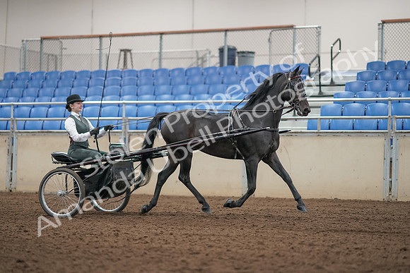 2019 Morgan Horse Show - Aug 31, 2019 - 04718