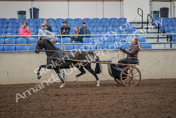 2019 Morgan Horse Show - Aug 30, 2019 - 13235
