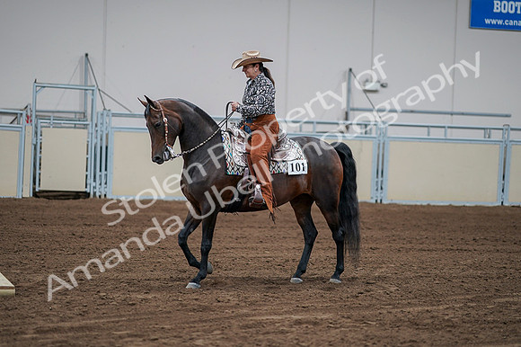2020 - AB Morgan Horse - Fri, Sept 04 - 00059