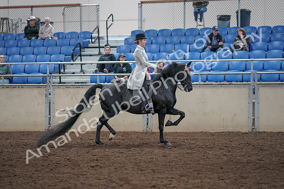 2019 Morgan Horse Show - Aug 31, 2019 - 09521