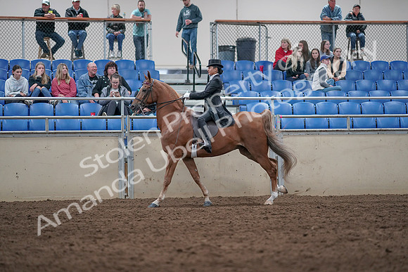 2019 Morgan Horse Show - Aug 31, 2019 - 20657