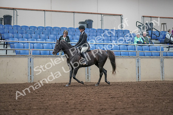 2019 Morgan Horse Show - Aug 30, 2019 - 14880