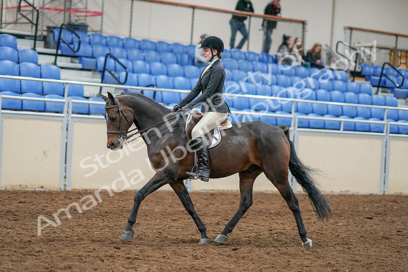2020 - AB Morgan Horse - Sat, Sept 05 - 14216