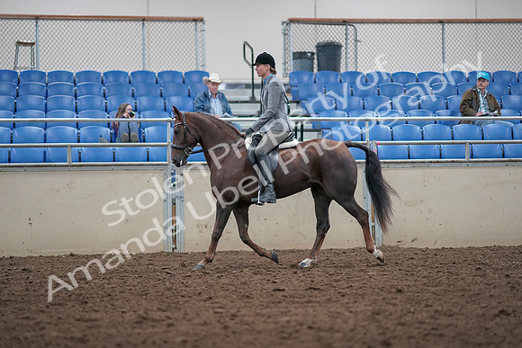 2019 Morgan Horse Show - Aug 31, 2019 - 14761