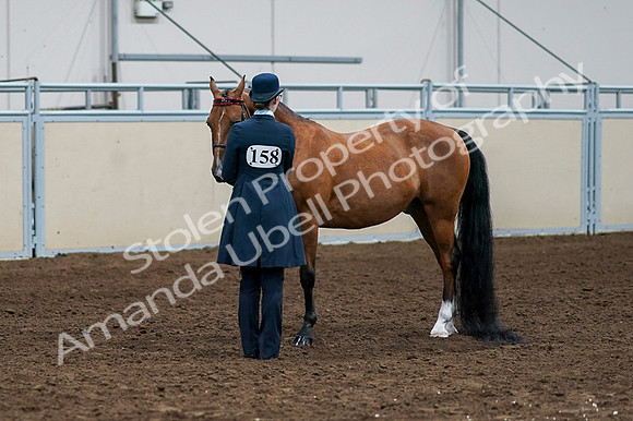 2020 - AB Morgan Horse - Fri, Sept 04 - 00958