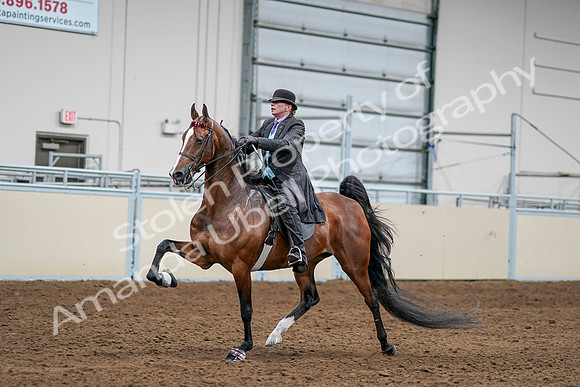 2020 - AB Morgan Horse - Sat, Sept 05 - 13164