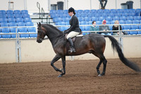 2019 Morgan Horse Show - Sept 01, 2019 - 04004