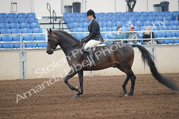 2019 Morgan Horse Show - Sept 01, 2019 - 04004