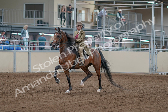 2020 - AB Morgan Horse - Fri, Sept 04 - 11131