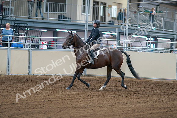 2020 - AB Morgan Horse - Fri, Sept 04 - 01494