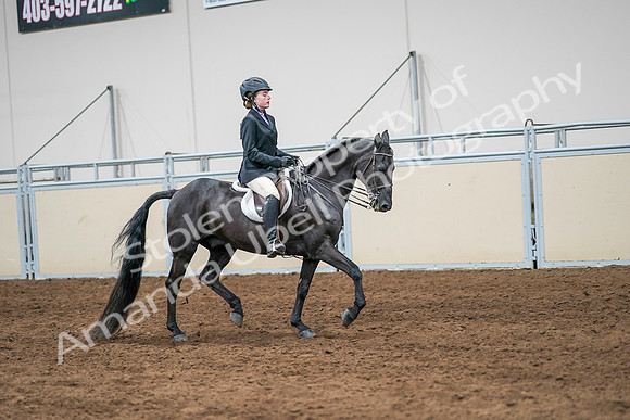 2020 - AB Morgan Horse - Sun, Sept 06 - 08040
