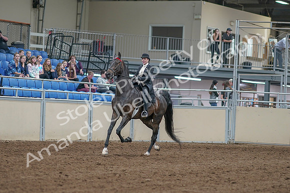 2020 - AB Morgan Horse - Fri, Sept 04 - 11320