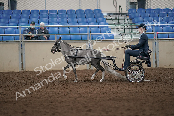 2019 Morgan Horse Show - Aug 31, 2019 - 04274